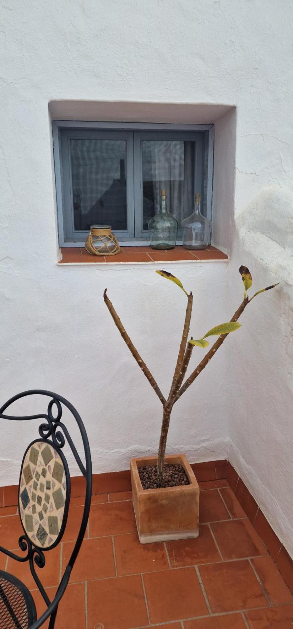 La Casa De Abuela Habitaciones Con Bano Compartido En El Casco Historico De Frigiliana "Solo Adultos" Εξωτερικό φωτογραφία
